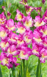 Gladiol Extravert